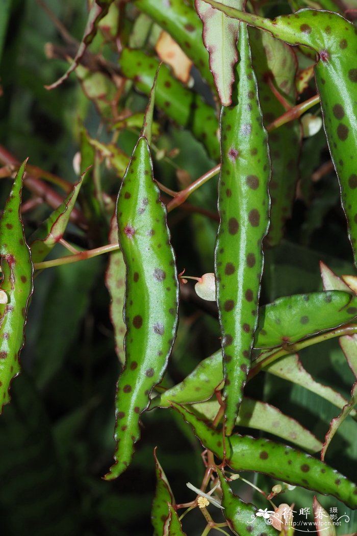 秋刀鱼秋海棠 Begonia amphioxus