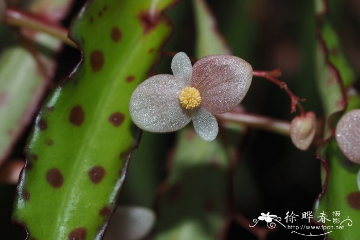 秋刀鱼秋海棠 Begonia amphioxus
