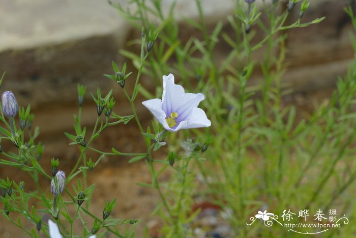 美丽赛亚麻 Nierembergia pulchella