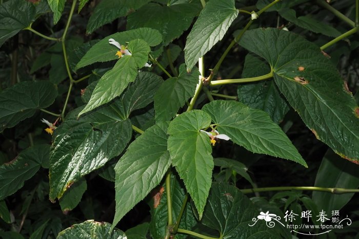 无翅秋海棠 Begonia acetosella