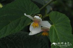 无翅秋海棠 Begonia acetosella
