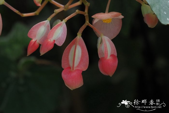 银星秋海棠Begonia albopicta