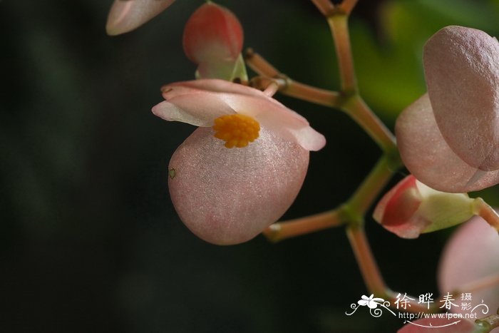 银星秋海棠Begonia albopicta