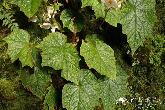 网脉秋海棠Begonia areolata