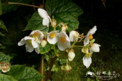 网脉秋海棠Begonia areolata