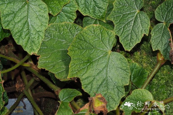 Begonia areolata