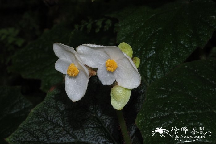 Begonia areolata