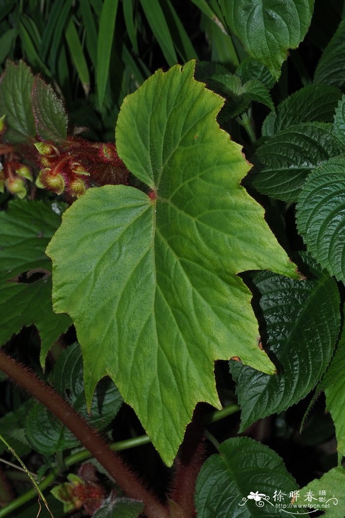 金平秋海棠 Begonia baviensis