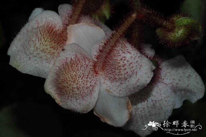 金平秋海棠 Begonia baviensis