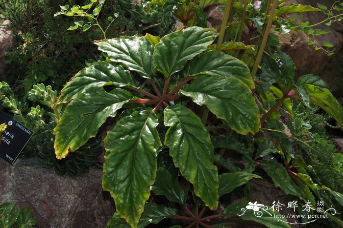 Begonia carolineifolia