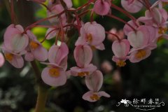 Begonia carolineifolia