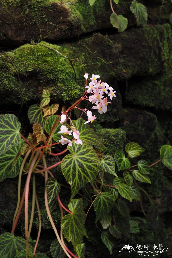 绿脉秋海棠 Begonia chloroneura