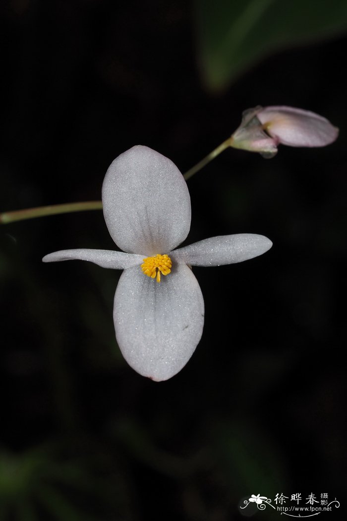 绿脉秋海棠 Begonia chloroneura