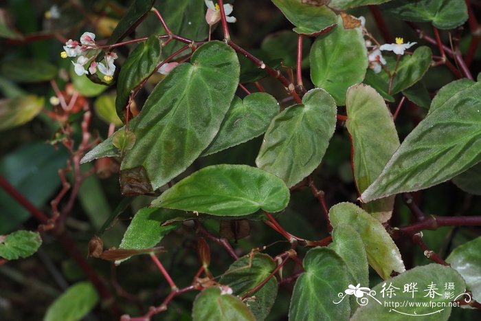 Begonia dietrichiana