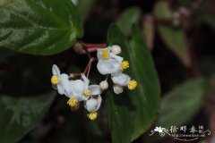 Begonia dietrichiana