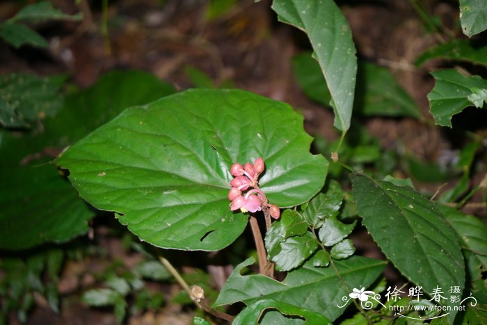 厚叶秋海棠 Begonia dryadis