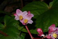 厚叶秋海棠 Begonia dryadis