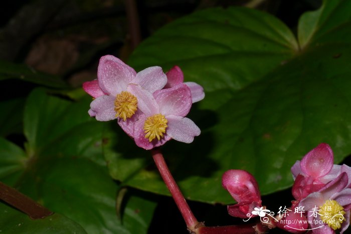 厚叶秋海棠 Begonia dryadis