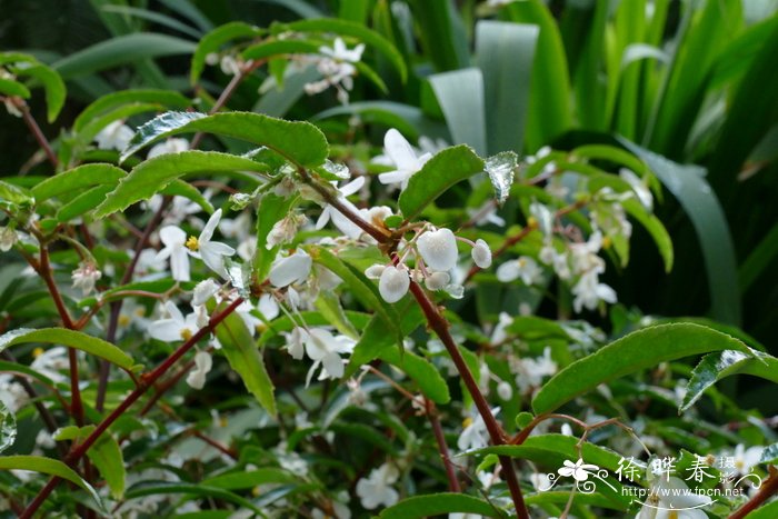 刺萼秋海棠Begonia echinosepala