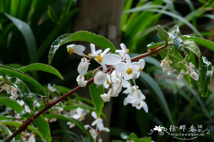 刺萼秋海棠Begonia echinosepala