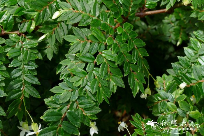 多叶秋海棠 Begonia foliosa