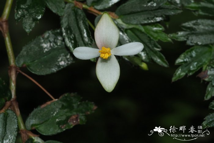 多叶秋海棠 Begonia foliosa