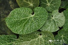 格蒂秋海棠 Begonia gehrtii