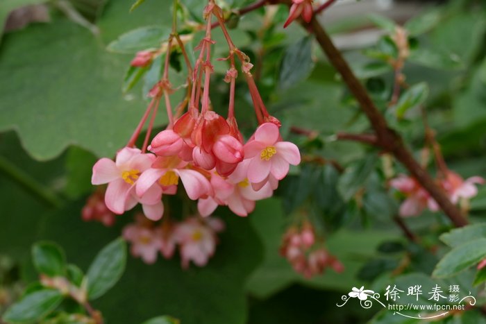 倒挂金钟秋海棠 Begonia fuchsioides