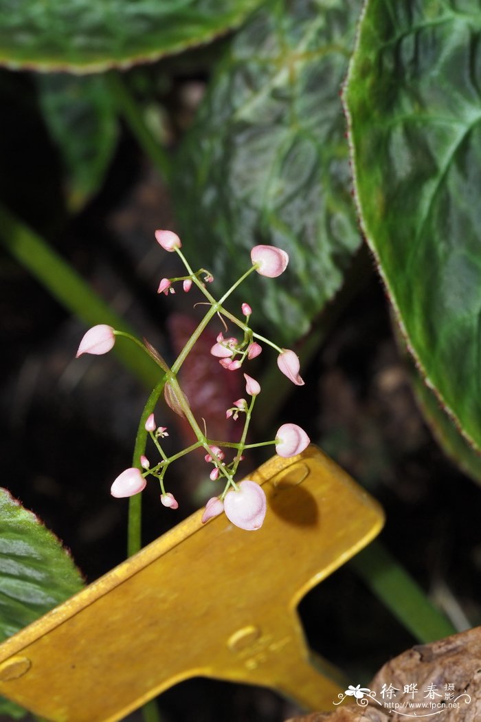 乔治秋海棠 Begonia goegoensis
