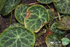 乔治秋海棠 Begonia goegoensis