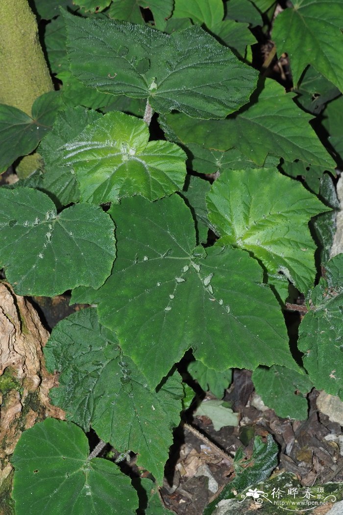 肩背秋海棠 Begonia hispida