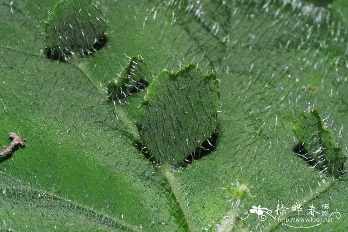 肩背秋海棠 Begonia hispida
