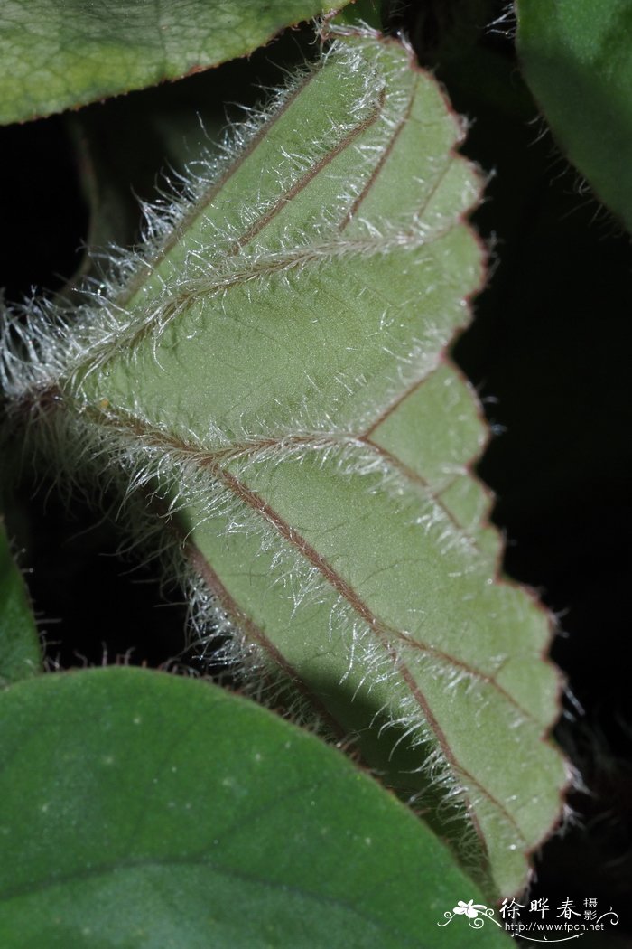 癞叶秋海棠 Begonia leprosa