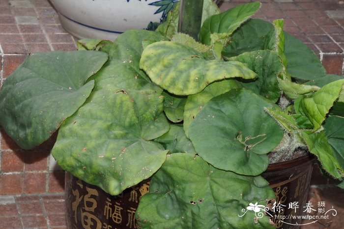 癞叶秋海棠 Begonia leprosa