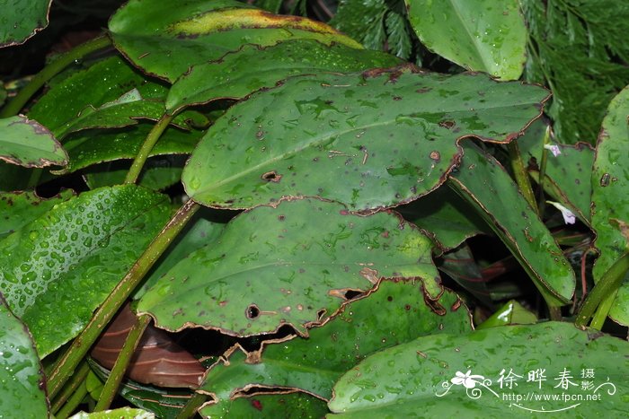 长柄秋海棠Begonia longipetiolata