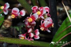 长柄秋海棠Begonia longipetiolata