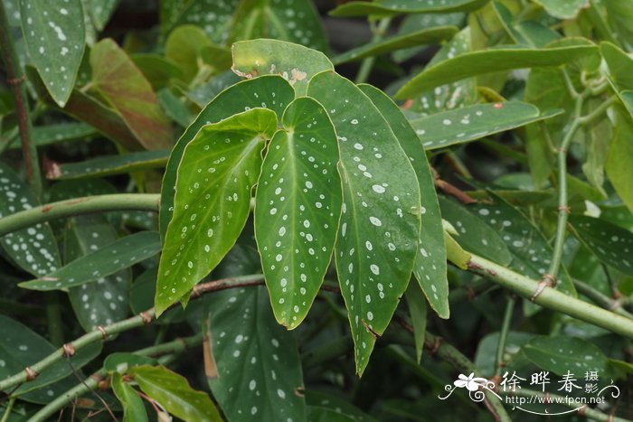 '白花'竹节秋海棠 Begonia maculata 'Wightii'