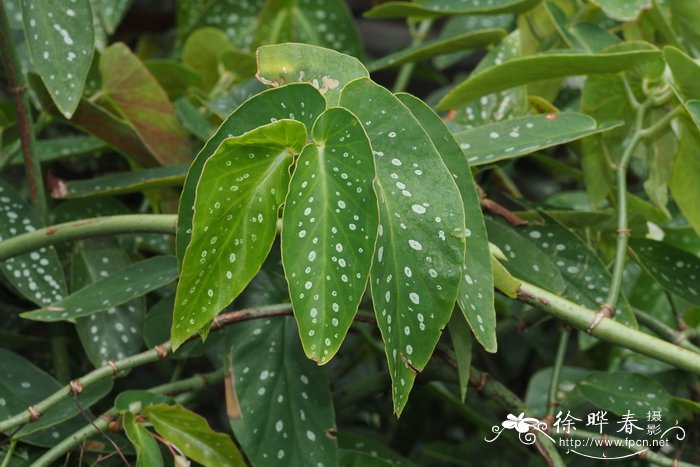 '白花'竹节秋海棠 Begonia maculata 'Wightii'