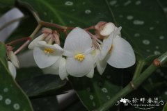 '白花'竹节秋海棠 Begonia maculata 'Wightii'