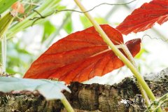 Begonia oxysperma