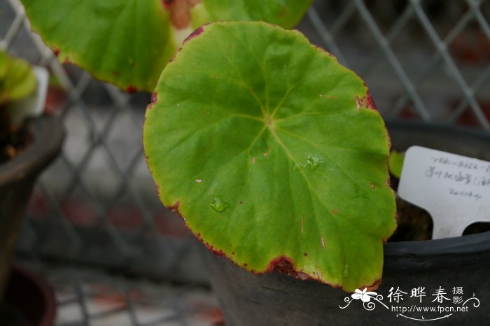 莲叶秋海棠 Begonia manicata