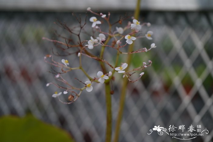 莲叶秋海棠 Begonia manicata