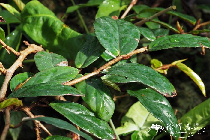 曼尼秋海棠Begonia mannii