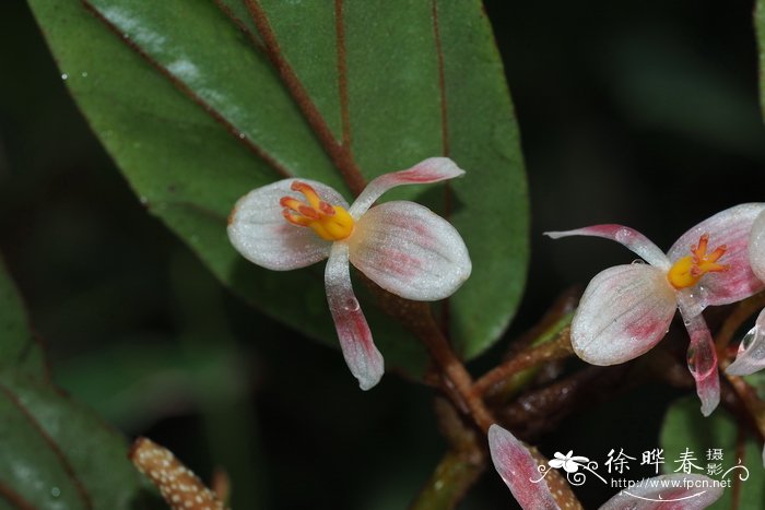 曼尼秋海棠Begonia mannii