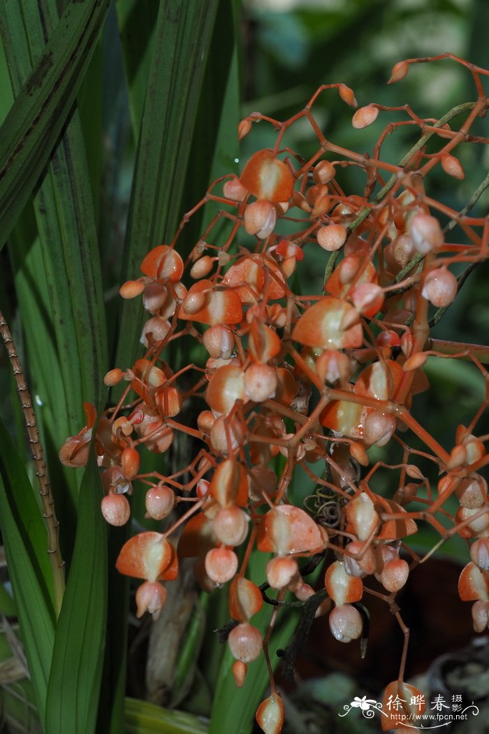 Begonia oxysperma