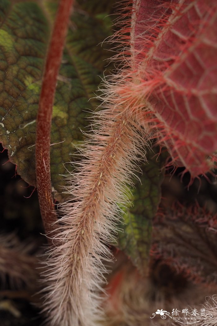 紫叶秋海棠Begonia purpureofolia