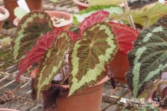 紫叶秋海棠Begonia purpureofolia