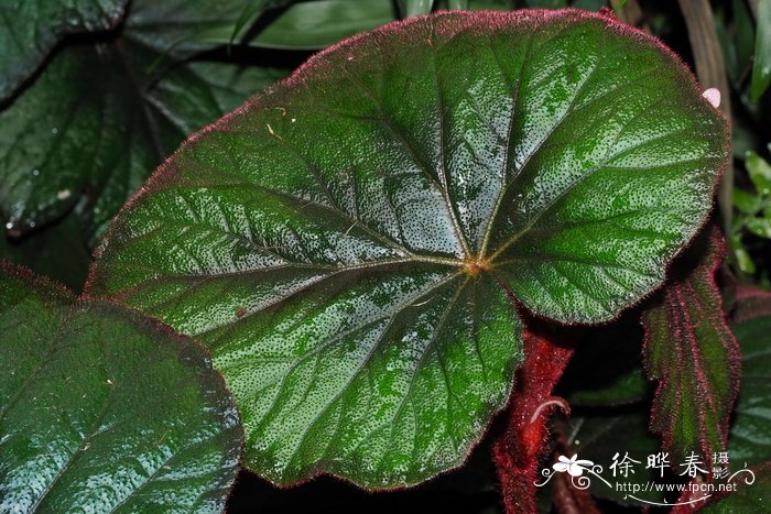 '贝蒂娜罗斯柴尔德'蟆叶秋海棠 Begonia rex 'Bettina Rothschild