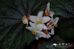 '贝蒂娜罗斯柴尔德'蟆叶秋海棠 Begonia rex 'Bettina Rothschild