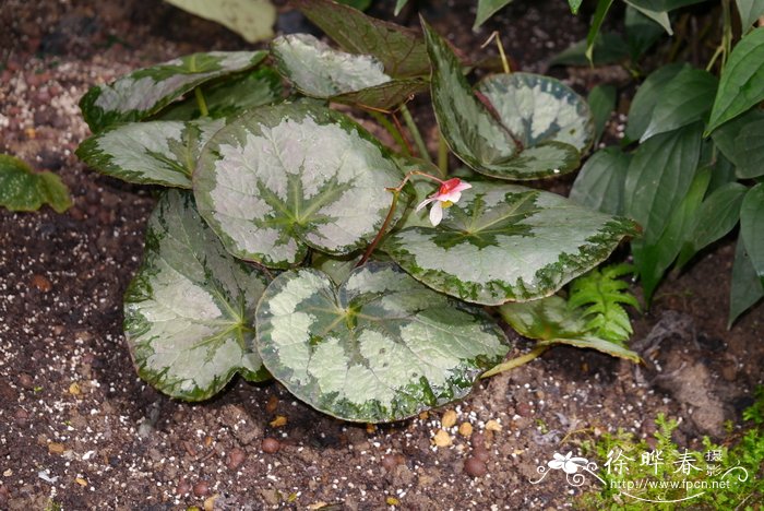 蟆叶秋海棠 Begonia rex